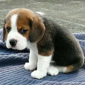 Meet your Posher, Shantel